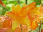 Rhododendron cultivars