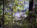 Muscadines on the South Fork Catawba River bank