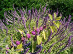 Purple beauty berries amidst purple flowers.