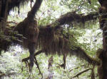 These "guests" draping from limbs derive support — not sustenance — from their host tree. Air plants or epiphytes instead absorb all they need from the air. Maple branches send adventitious roots into moisture-laden clumps of the true mosses and clubmosses to tap water and nutrients.