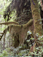 Close-up of moss in photo on left. In the Quinault Valley, maples—with clubmoss draperies—mingle with spruce and alder trees, more than in most rain forest communities.
