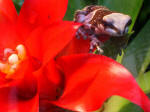 Frog perched on a blooming bromeliad in a terrarium, in Mannheim’s largest open space for recreation, known as City Park.